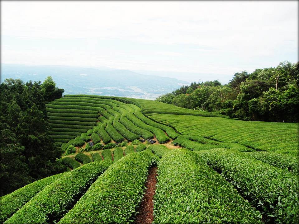 Matcha farm