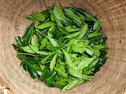 Matcha leaf