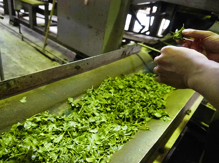 Picking matcha leaf