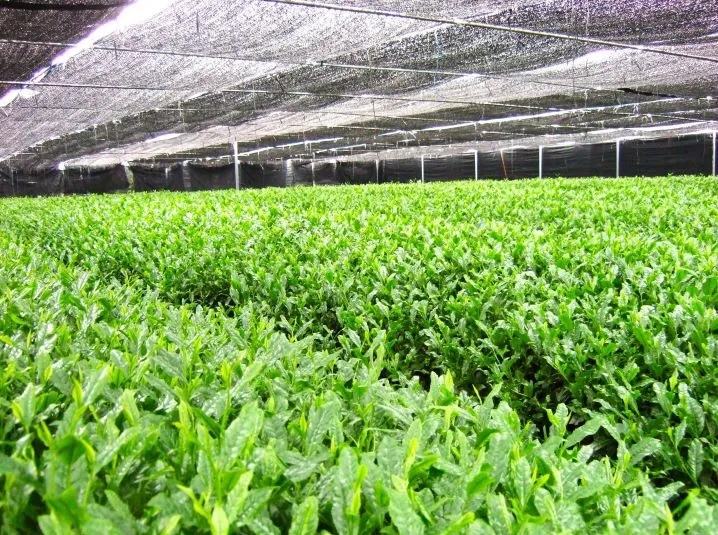 growing matcha in shade